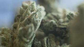 Verdreifachung von Behandlungen wegen Cannabis