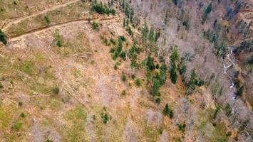 greenpeace wift ikea zerstörung von wäldern in rumänien vor