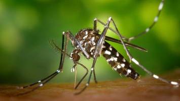 Mehr Fälle: Denguefieber-Gefahr in Deutschland immer größer