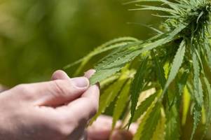 cannabis-legalisierung: wie viel gramm sind für den eigenbedarf erlaubt?