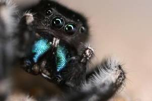 Ihre Augen verleihen der Spinne besondere Fähigkeiten: Wie viele Sehorgane hat sie?
