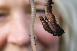 Sind Würmer Insekten oder nicht?