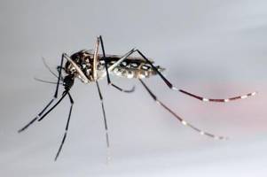 immer mehr fälle von dengue-fieber in bayern