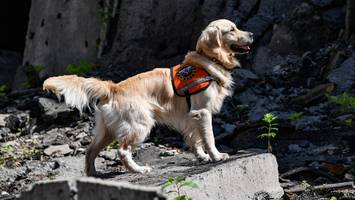 zu verspielt - labrador verliert job als spürhund, dann wird er durch ein erdbeben zum helden
