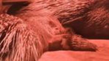 tiere: stachelschwein-babys kuscheln unter wärmelampe im zoo