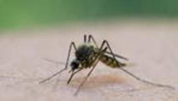 wissenschaft: früher start der stechmückensaison