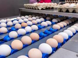 produzenten stellen um: braune eier verschwinden schrittweise aus supermärkten