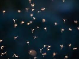 Saison beginnt früher als sonst: Stechmücken schlüpfen schon wieder