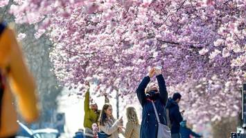Kirschblüte Berlin 2024: Das sind die bezauberndsten Straßen