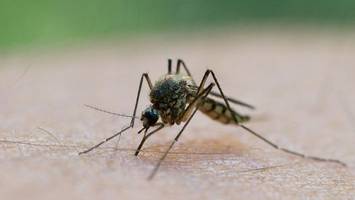Früher Saisonstart: Stechmücken schlüpfen schon