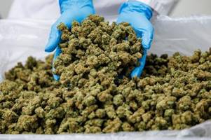 Mehr medizinisches Cannabis aus Unterfranken