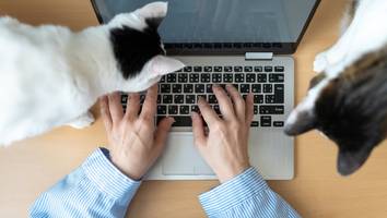 „Mein Boss ist ein Genie“ - Chef verteilt Katzen an seine Mitarbeiter, um Kündigungen zu verhindern