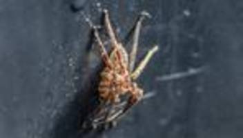 Invasive Art: Nosferatu-Spinne in Deutschland weiter verbreitet als gedacht