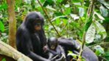 tiere: bonobo-männchen sind aggressiver als gedacht