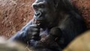 tiere: erneut gorilla-baby im prager zoo geboren