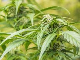450 Kilogramm Marihuana: Neues Cannabisgesetz beendet Mannheimer Schmuggel-Prozess