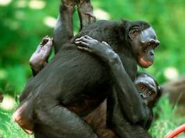 Bei Bonobos und Schimpansen: Größerer Paarungserfolg durch aggressives Verhalten?