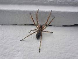 Weiter verbreitetet als gedacht: Nosferatu-Spinnen sind überall in Deutschland