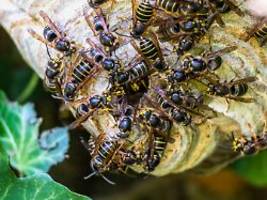 wespenpopulation steigt: was tun, wenn man ein wespennest am haus findet?