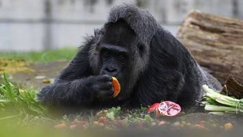 Berliner Zoo feiert 67. Geburtstag von Gorilla-Dame Fatou