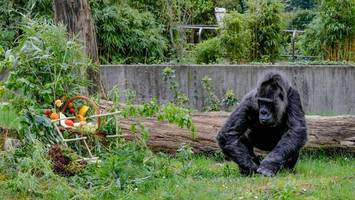 Rekord-Geburtstag im Zoo: Wie Fatou so alt werden konnte