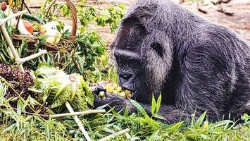 Gorilla-Dame Fatou feiert 67. Geburtstag im Berliner Zoo