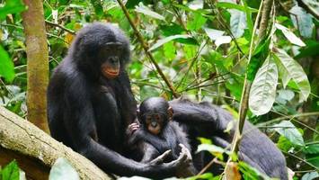 Bonobo-Männchen sind aggressiver als gedacht