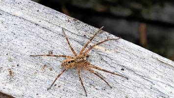 Ist der Biss der Nosferatu-Spinne gefährlich?
