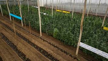 Mit hohen Renditen für Cannabis-Pflanzen gelockt: Razzia