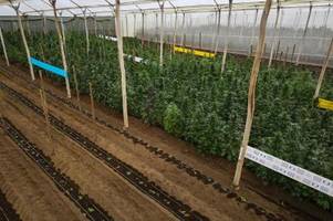 Anleger mit hohen Renditen für Cannabis-Pflanzen gelockt