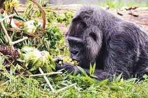 gorilla-dame fatou feiert 67. geburtstag im berliner zoo