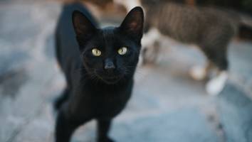 Teufelskreaturen und Dämonen - Darum haben Katzen 7 Leben