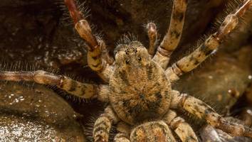 Verbreitung der Nosferatu-Spinne in Deutschland - Nosferatu-Spinne giftig? Was bei einem Biss zu tun ist, Größe und mehr