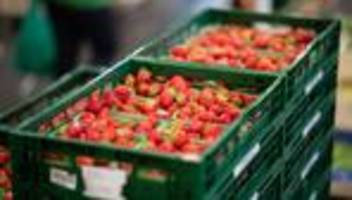 milder winter: verbände: erdbeeren können früh geerntet werden