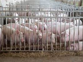 brand in mastanlage: 20.000 schweine in sachsen-anhalt verendet