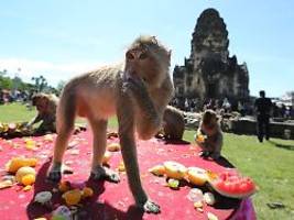 Fluch und Segen für Lopburi: Aggressive Affen rauben Anwohnern den letzten Nerv