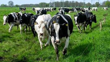 Weidesaison mit Viehaustrieb in Ostfriesland eingeläutet