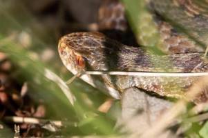 Diese sechs Schlangenarten leben in Baden-Württemberg - zwei sind giftig