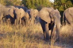 frage der woche: 20.000 elefanten in deutschland ansiedeln?