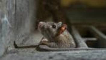rattenforschung: der rattenfänger