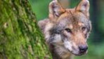 tiere: bund naturschutz rückt von nein für wolfsabschüsse ab