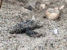 Rekordjahr am Westmittelmeer: Meeresschildkröten schlüpfen an neuen Stränden