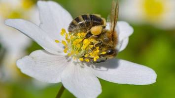 grünen-fraktion dringt auf gesetz für mehr insektenschutz