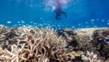 korallenbleiche: glückwunsch, welt, zur vierten globalen korallenbleiche!
