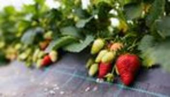 lebensmittel: bayerische erdbeeren brauchen noch ein wenig sonne
