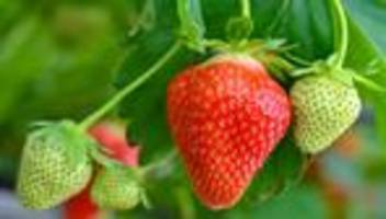Lebensmittel: Das Pflücken beginnt - Erdbeeren bekommen Ehrentag