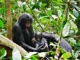Tiere: Essen und Sex statt Gewalt: Was sich der Mensch von Bonobos abschauen könnte
