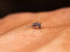 Gefahr durch Tropenkrankheit: Denguefieber-Fälle steigen in Deutschland rasant an