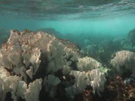 Vorstufe des Absterbens: Mehr als die Hälfte aller Korallengebiete bleicht aus
