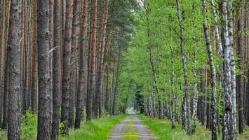 Weniger Holz in Brandenburgs Wäldern gefällt